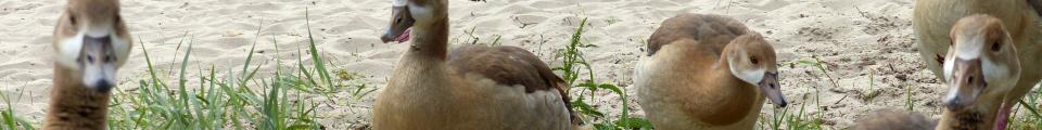Photo credit: FZ017621 Egyptian Geese (Alopochen aegyptiacus).jpg